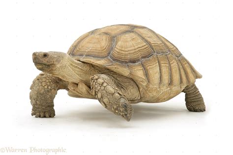 African Giant Tortoise Photo Wp27135