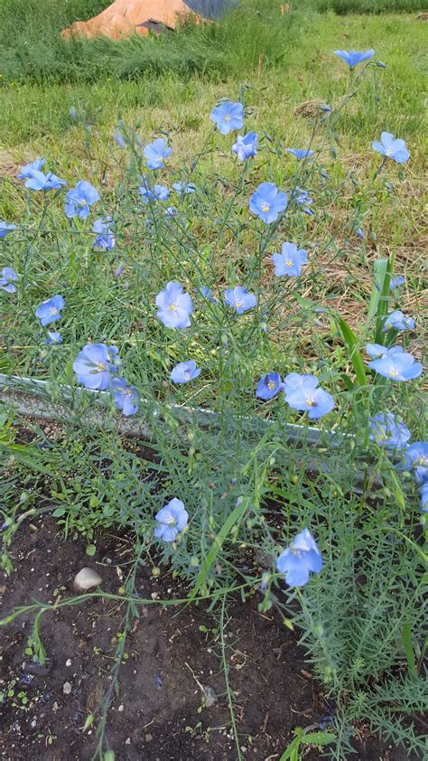 Wild Blue Flax Linum Lewisii Alberta Native Medieval Manor Gardens