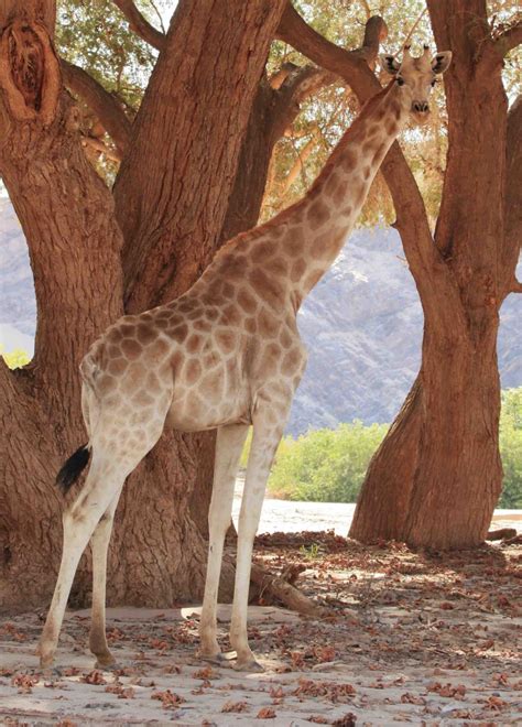 Giraffes are under threat, both in captivity and in the wild. Ebay giraffe adopt me