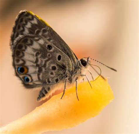 Miami Blue Butterflies Research News