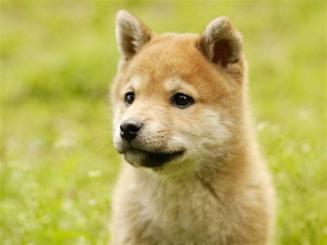Shiba Inu Puppy Wallpaper Desktop 柴犬 動物 生き物
