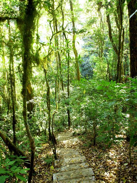 Nature Forêt Tropicale Doi Inthanon Nati Photo Stock Libre Public