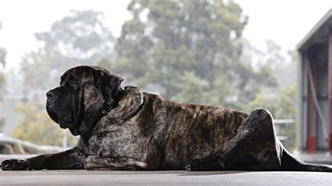 English Mastiff Baron Is Australias Biggest Dog And Helps Children