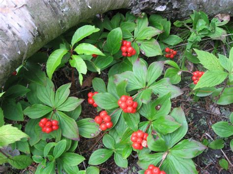 Cornus Canadensis Or Bunchberry Makes A Good Ground Cover In The