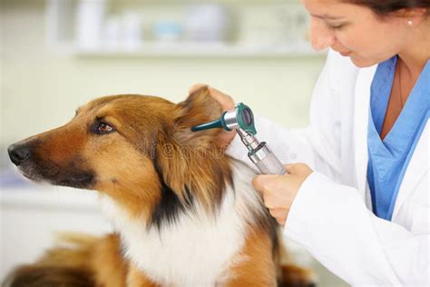 In For A Check Up A Veterinarian Examining A Dogs Ear Stock Image
