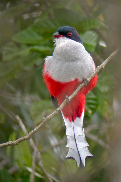 Cuba Birding Tours Cuba Birdwatching Birds Of Cuba Birdquest