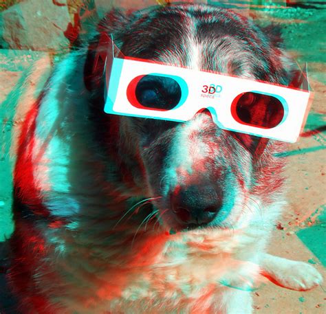 3d Dog 3d Anaglyph Red Blue Or Cyan Glasses To View Flickr