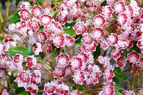 15 Great Flowering Shrubs For Your Landscape