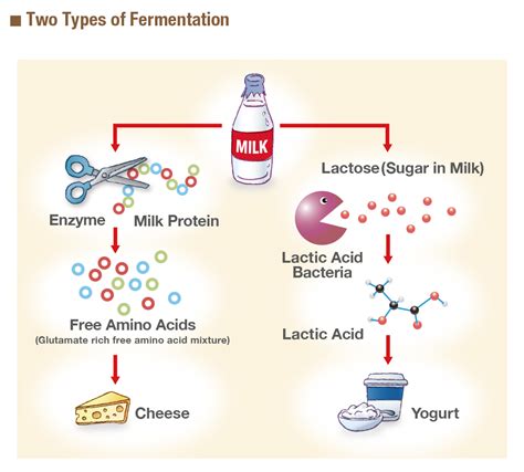 it s not off it s fermented—microorganisms can preserve foods ajinomoto®