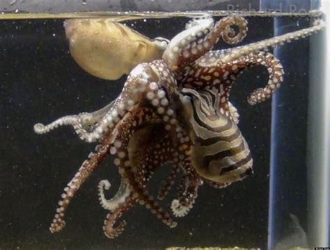 Kissing Octopus Unveiled For The First Time At The California Academy Of Sciences Photos