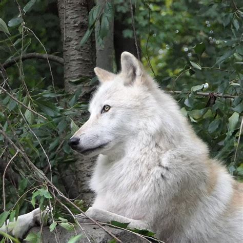 Wolf Conservation Center On Twitter Did You Know That Wolves Across