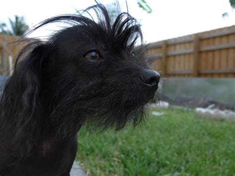 Chinese Crested Gone Plato No Shes More Like Lois And C Flickr
