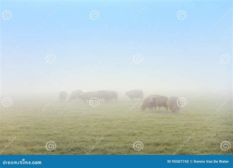 Sheep In The Mist Stock Photo Image Of Countryside Beautiful 95507742