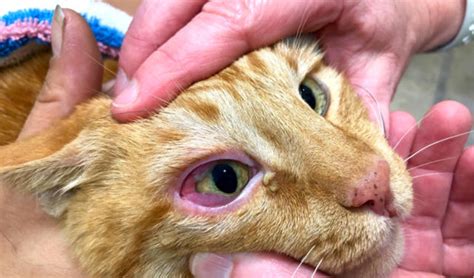 Is Cat Pink Eye Contagious To Humans Toxoplasmosis