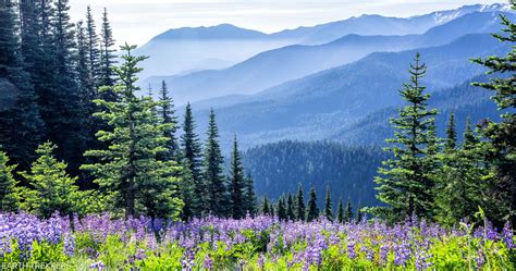 17 Great Hikes In Olympic National Park Map And Photos Earth Trekkers