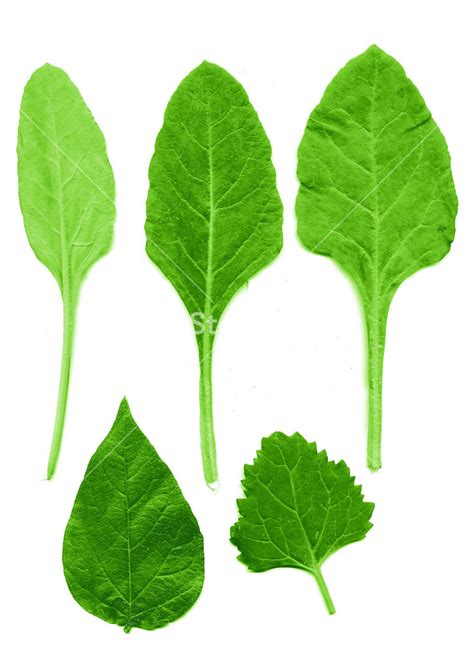 Leaf Texture Royalty Free Stock Image Storyblocks