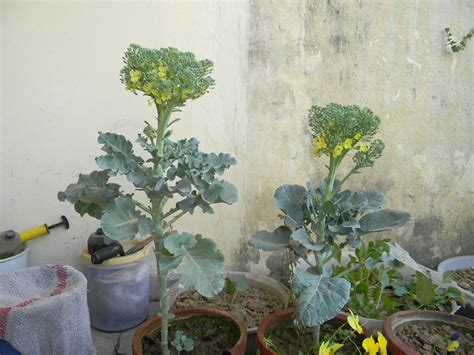 Its A Bright And Beautiful World Growing Vegetables In Pots