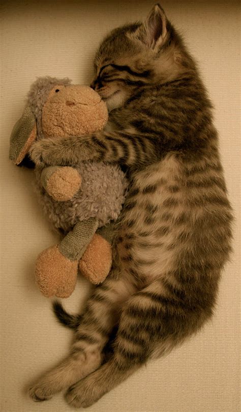 Precious Kitty Sleeping With Stuffed Animal Pictures Photos And