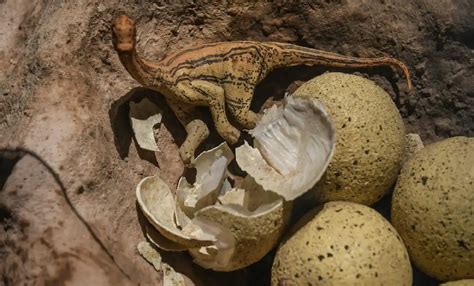 Researchers Find A Rare Abnormal Dinosaur Egg In India A Unique Egg