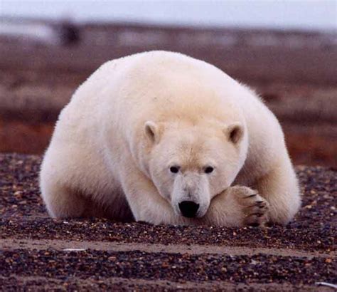 Unique Facts About Canada Polar Bear