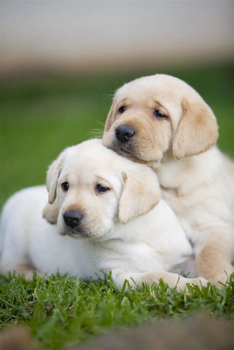 They are very sociable and out going puppies. Yellow labrador retriever puppies posters & prints by Corbis