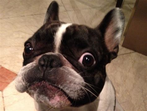 Are french bulldog barking problems common? 6 Problems Only French Bulldog Owners Will Understand