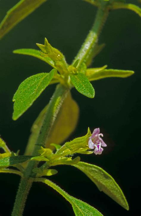 Kentucky Native Plant And Wildlife Plant Of The Week American