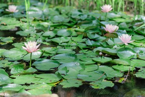 Sandhills Horticultural Gardens North Carolina Pixeo