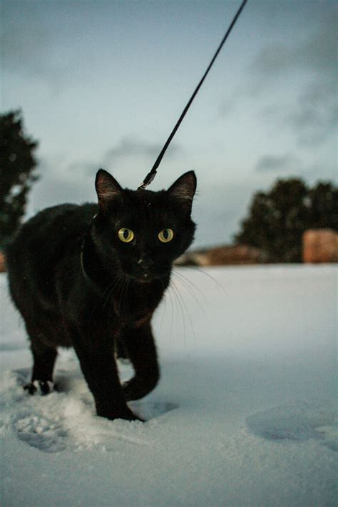 Kitty Theres Snow And Adventure Outside Adventure Cats