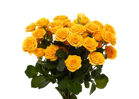 Yellow Babe Rio Roses