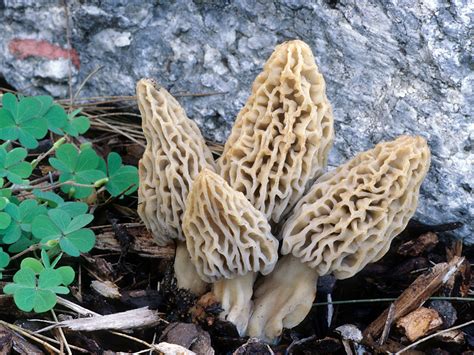 California Fungi: Morchella rufobrunnea