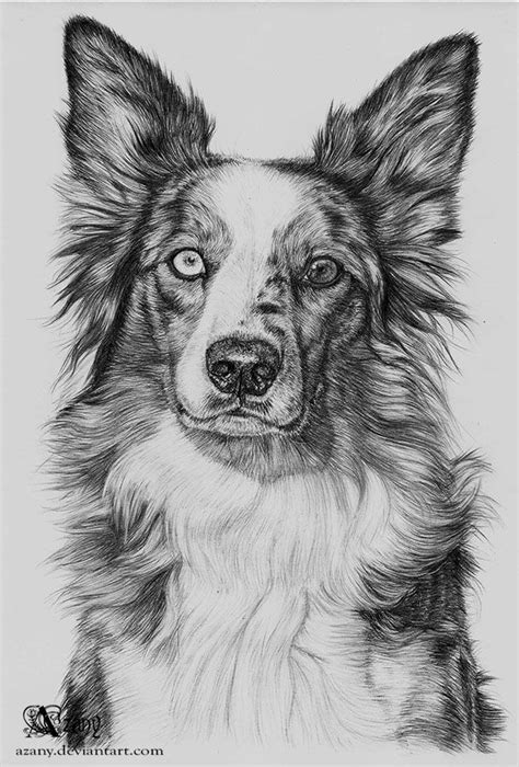 Border Collie By Azany On Deviantart Drawing Examples Art Drawings