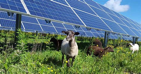 Energia solar para o agronegócio cresce o número de sistemas