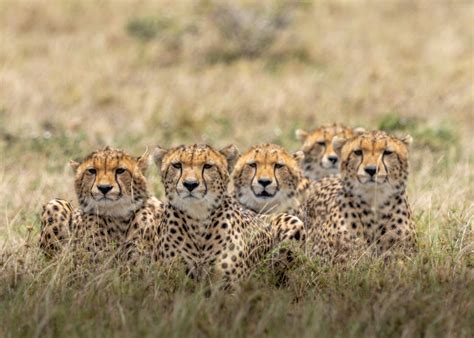 Top 10 Animals Of Kenya Safari Tours