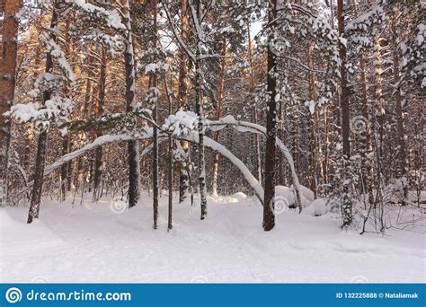 Snowy Pine Forest At Sunset In Winter Russia Siberia Stock Photo