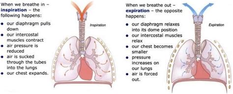 Mechanism Of Breathing Inspiration And Expiration • Bodybuilding Wizard