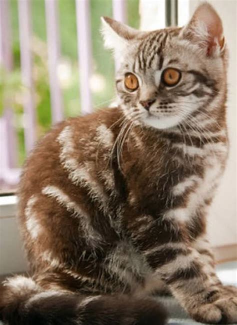 200 Best Tabby Cat Names The Paws