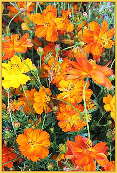 Cosmos In Yellow And Orange Photograph By Dora Sofia Caputo Pixels