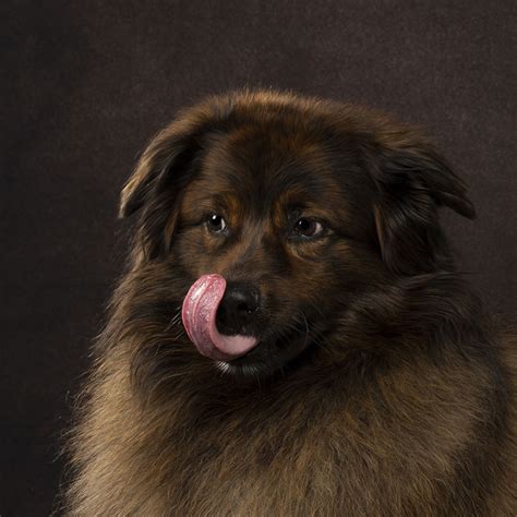 I Photograph Dogs Curling Their Tongues In The Funniest Ways 26 Pics