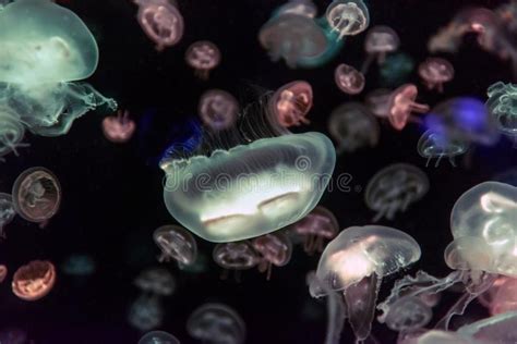 Jellyfish Moving Through Water Stock Photo Image Of Aquatic Animal