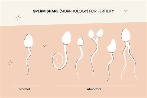 How Much Sperm Does It Take To Get Pregnant Tsmp Medical Blog