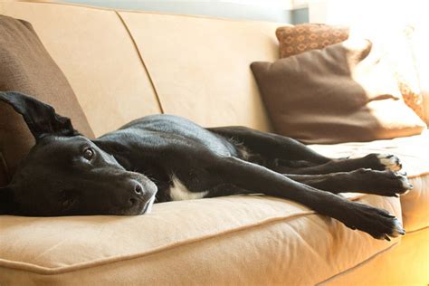 6 Ingenious Tips Thatll Help You Keep Your Couch Pup Free Bark Post
