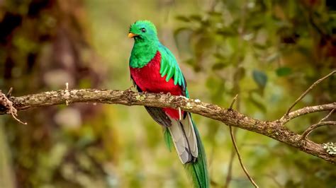 3840x2160 Resplendent Quetzal Bird 4k 4k Hd 4k Wallpapersimages