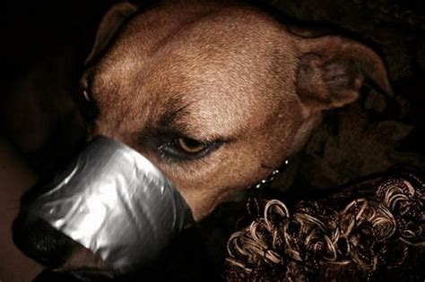 Woman Duct Taped Dogs Mouth Shut To Stop It Barking Then Posted