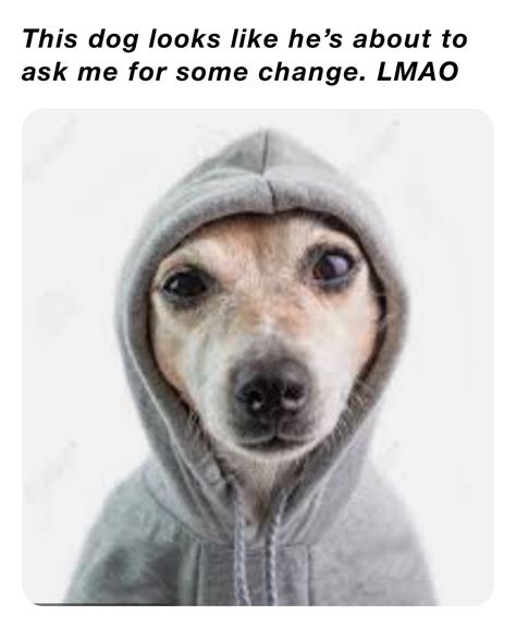 This Dog Looks Like Hes About To Ask Me For Some Change Lmao