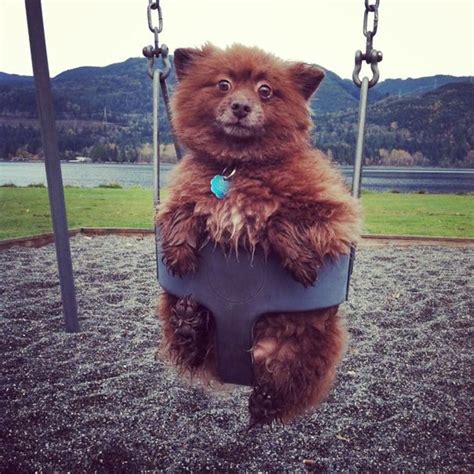 28 Adorable Dogs That Actually Look Like Tiny Teddy Bears Fluffy Dogs