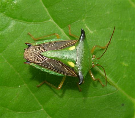 Two Spotted Stink Bug Peruvian Amazon Flickr Photo Sharing