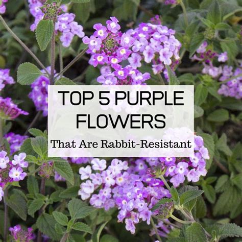The flowers listed below are avoided by most rabbits, but your mileage may vary. Top 5 Rabbit Resistant, Purple Flowers in 2020 | Rabbit ...