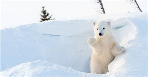 Polar Bear Lifespan How Long Do Polar Bears Live A Z Animals