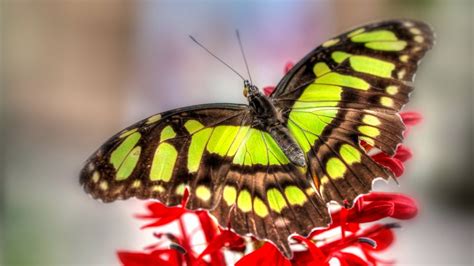 Colorful Butterfly Hd Wallpapers Real And Artistic